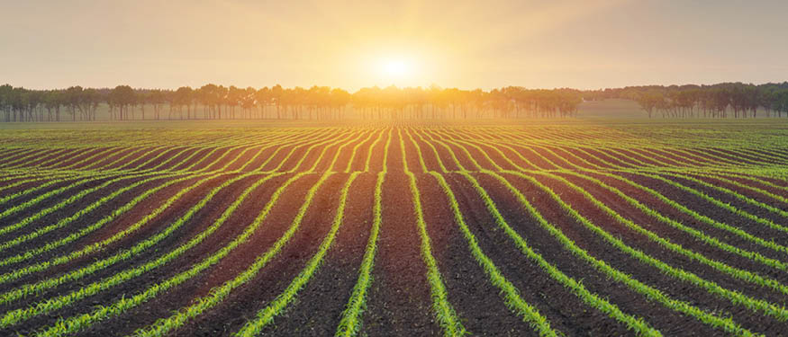 Popescu & Asociatii Successful for Viorelo International in Expropriation Case